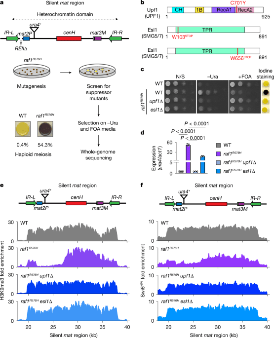 صورة مميزة: Stress controls heterochromatin inheritance via histone H3 ubiquitylation